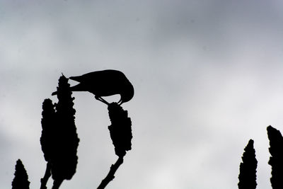 Low angle view of silhouette birds against sky