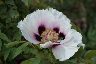 Close-up of pink rose flower