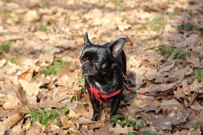 Black dog lying on land