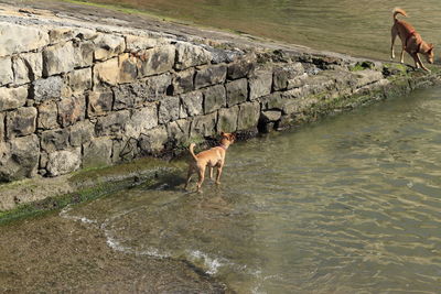 Dogs standing on rock by water