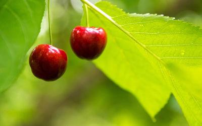 Close-up of cherries on plant