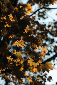 Low angle view of maple leaves on tree