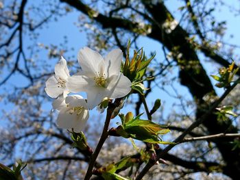 Low angle view of apple blossoms in spring