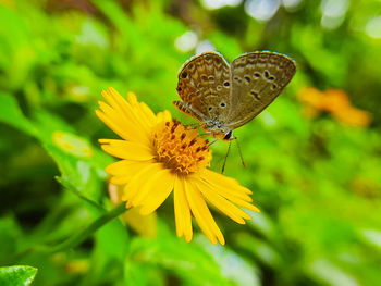 Butterfly pollinating on yellow flower
