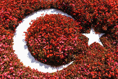 High angle view of red flowering plant