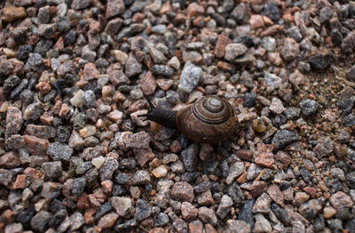 Close-up of snail