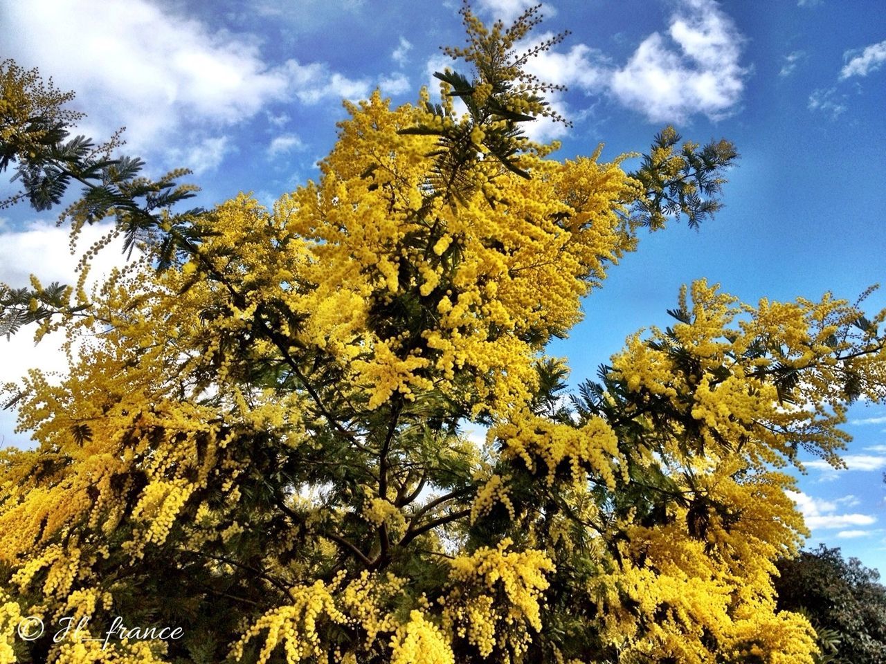 tree, low angle view, sky, autumn, yellow, branch, change, growth, nature, beauty in nature, tranquility, season, cloud - sky, leaf, cloud, blue, day, scenics, no people, outdoors