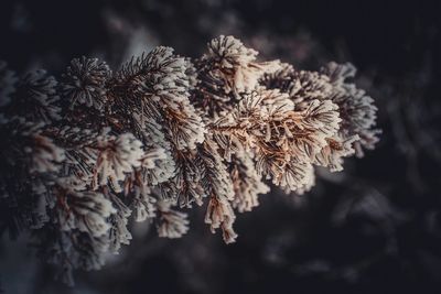 Close-up of flower tree