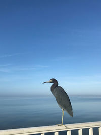 Seagull perching on a sea