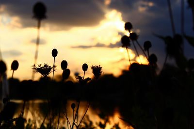 Close-up of silhouette flowers against sunset sky
