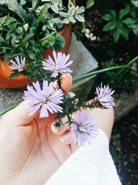 Cropped image of woman holding flower