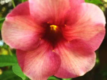 Close-up of pink hibiscus blooming outdoors