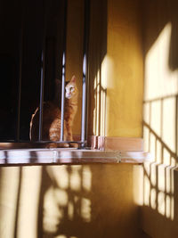 Portrait of cat looking through window