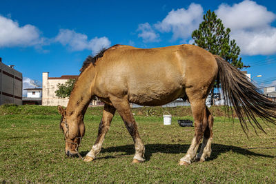 Horse grazing on field against sky