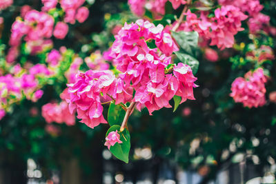 Close-up of pink flowering plant