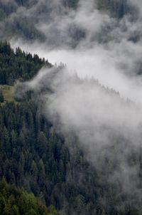 Aerial view of trees on mountain against sky