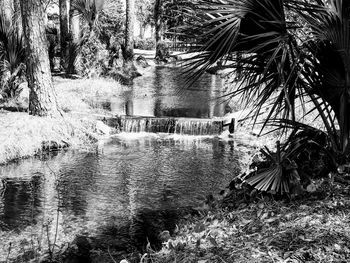 Plants by river in forest