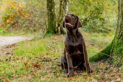 Portrait of a brown labrador looking up next to a tree in the forest.