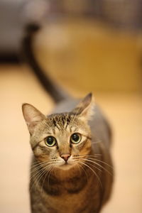 Close-up portrait of cat