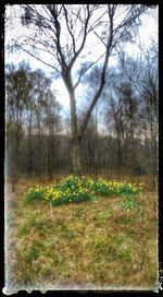 Trees growing in forest against sky