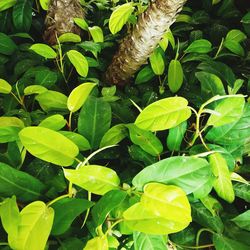 Full frame shot of green leaves