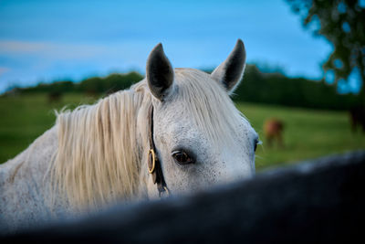 Horse in ranch against sky