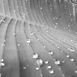 Full frame shot of wet leaves