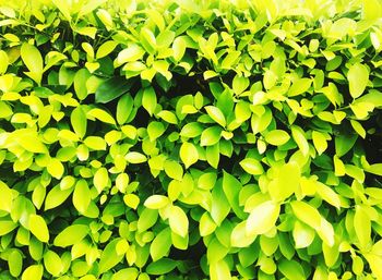 Close-up of yellow leaves