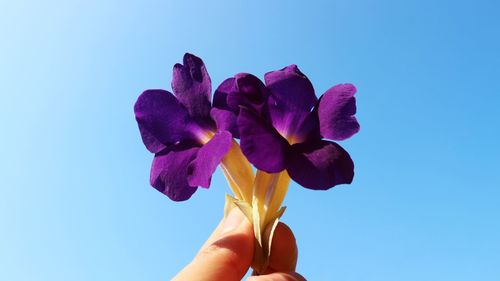 Close-up of hand holding purple flowering plant against blue sky