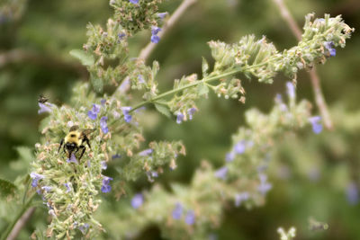 Close-up of bee on flower