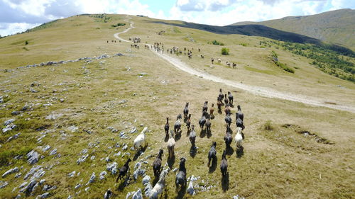 High angle view of sheep on landscape against sky