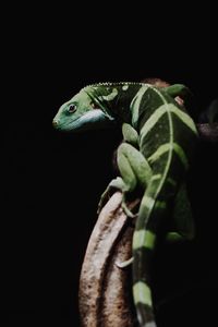 Close-up of green lizard against black background