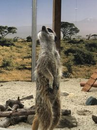 Close-up of monkey on tree against sky