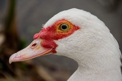 Close-up of muscovy duck