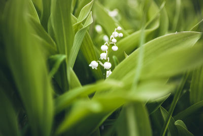 Flowers lilies of the valley in the forest