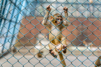 Close-up of monkey on chainlink fence