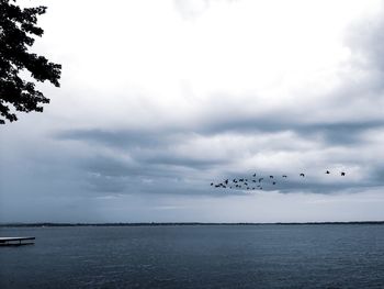 Flock of birds flying over sea