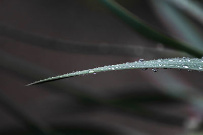 Close-up of wet plant during rainy season