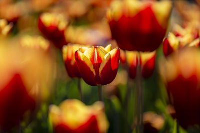 Close-up of red tulips