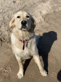 Portrait of dog on sand