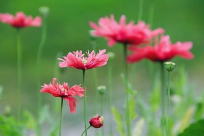 Close-up of pink flowers blooming outdoors