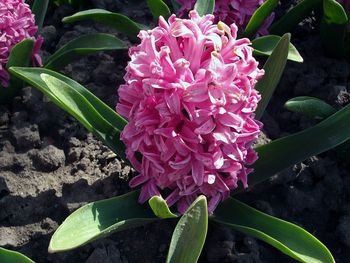 Close-up of pink flowers