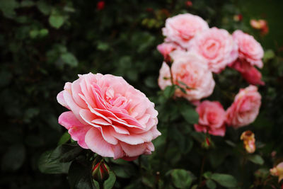 Close-up of pink rose