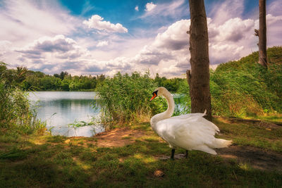 View of birds on lakeshore against cloudy sky