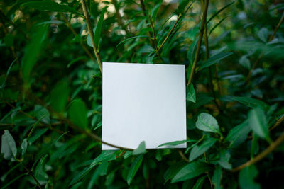 Close-up of white paper hanging on plant at field