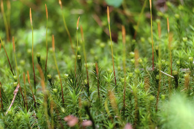Full frame shot of plants growing on land