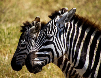 Close-up of zebra