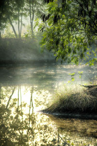 Scenic view of lake in forest