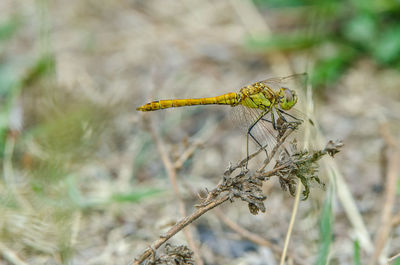 Close-up of dragonfly on plant