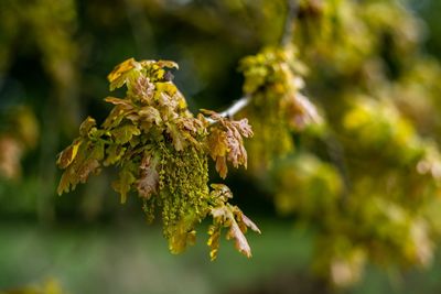 Close-up of plant on branch against blurred background